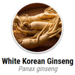 White Korean Ginseng Panax Ginseng