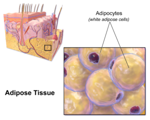 brown fat adipose tissue BAT
